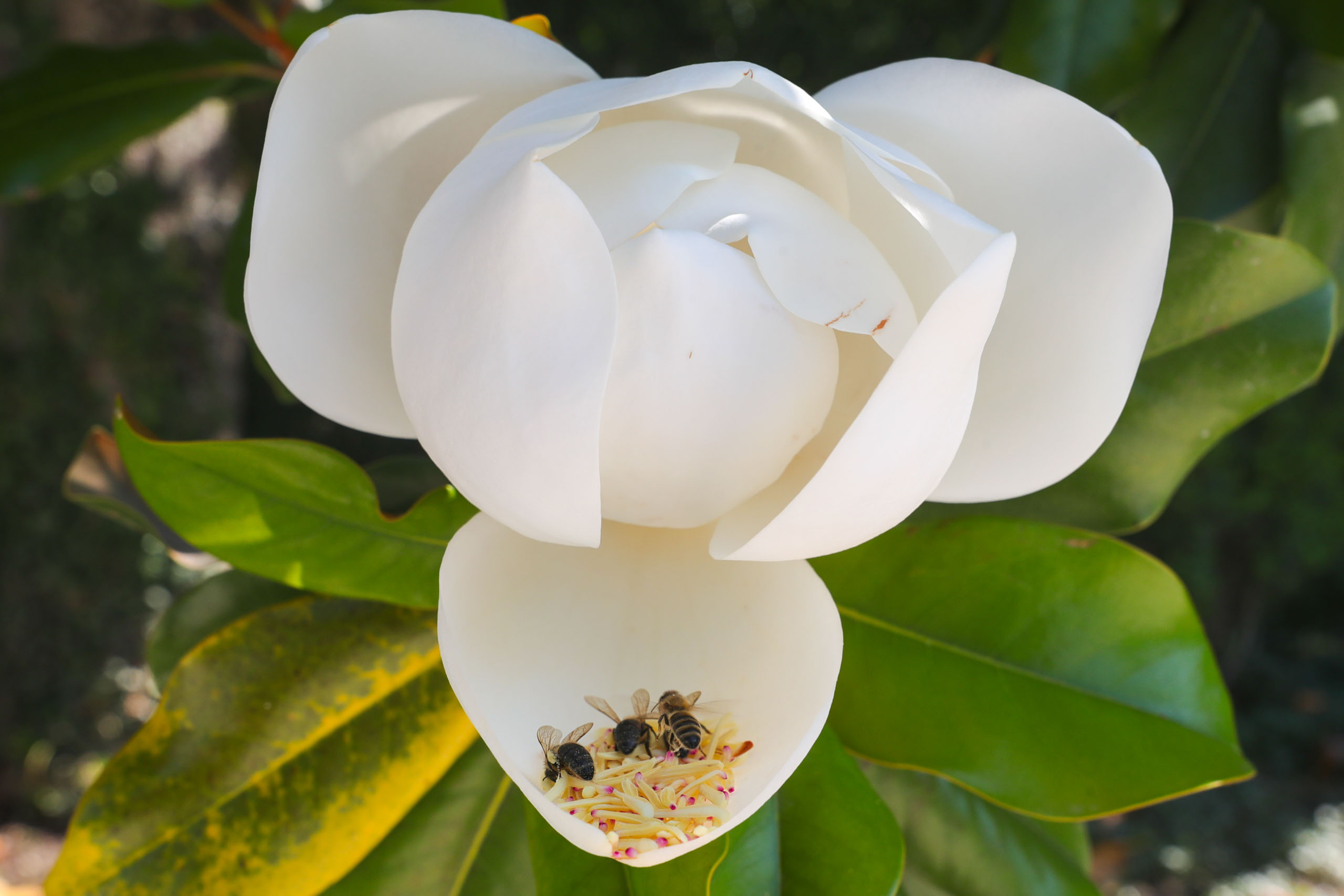 Riesen-Magnolie