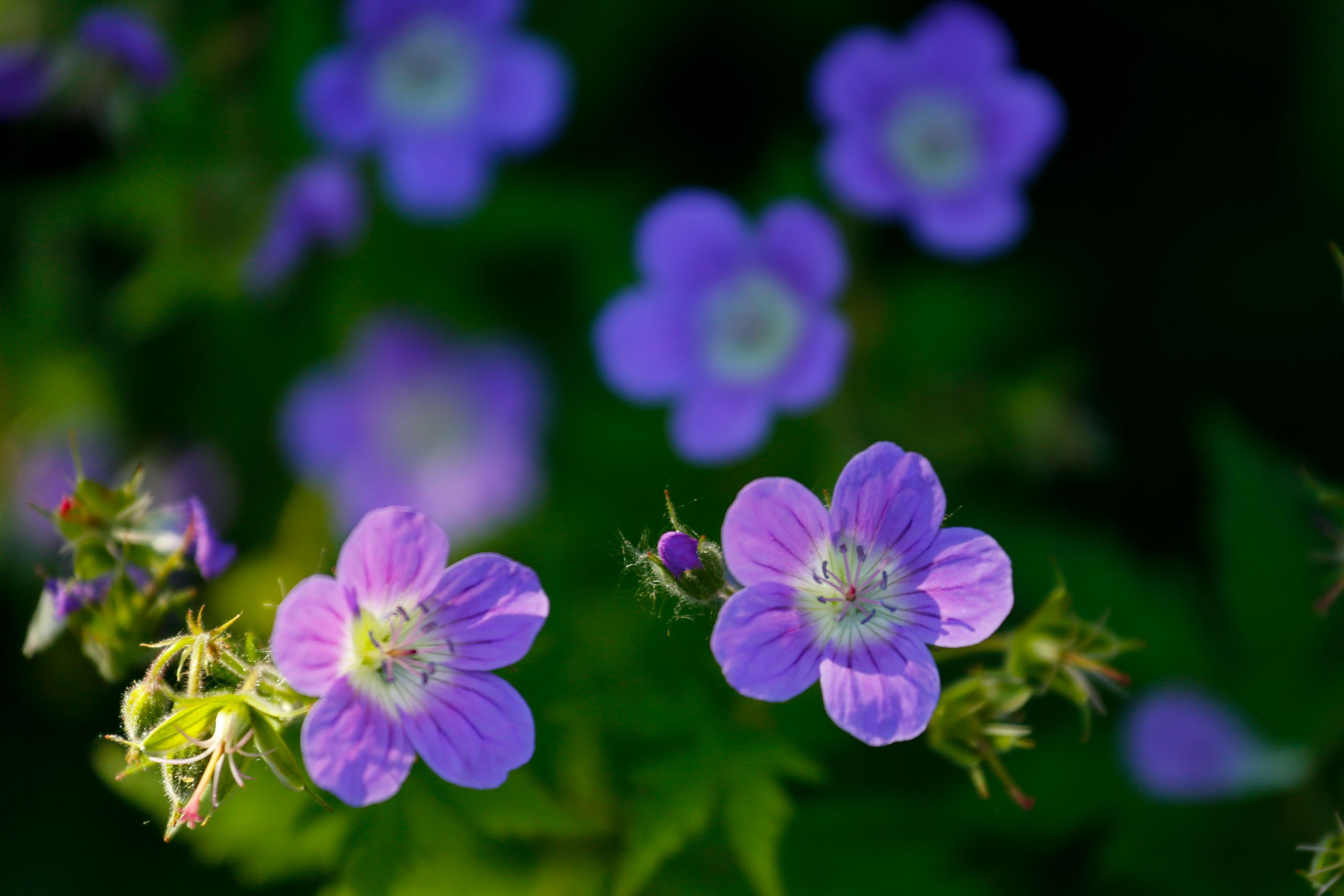 Auf der Waldwanderung