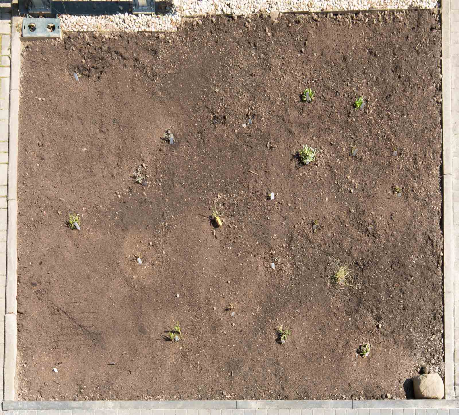 Unser Vorgarten im Jahr 2020