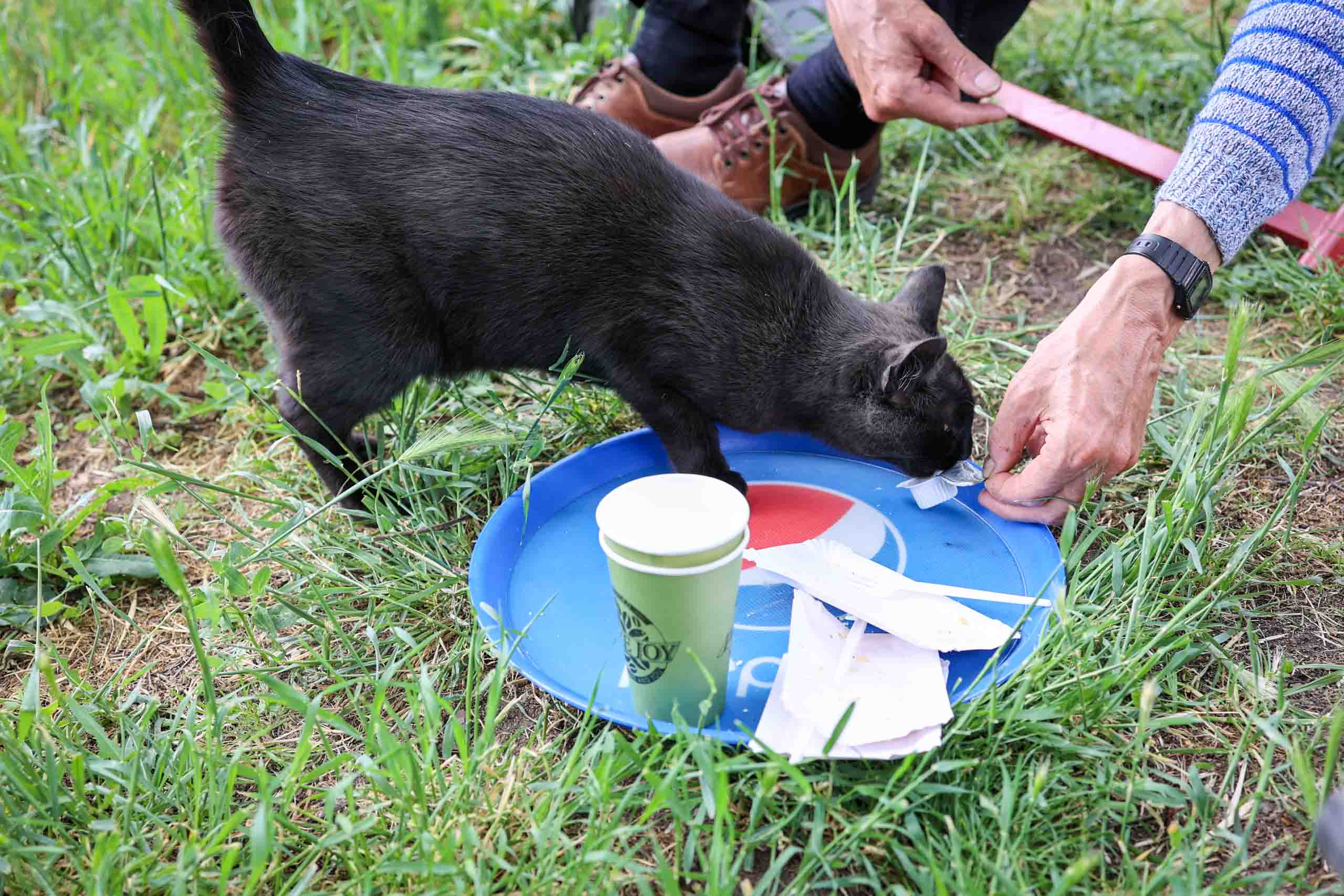 Das ist für die Katz'