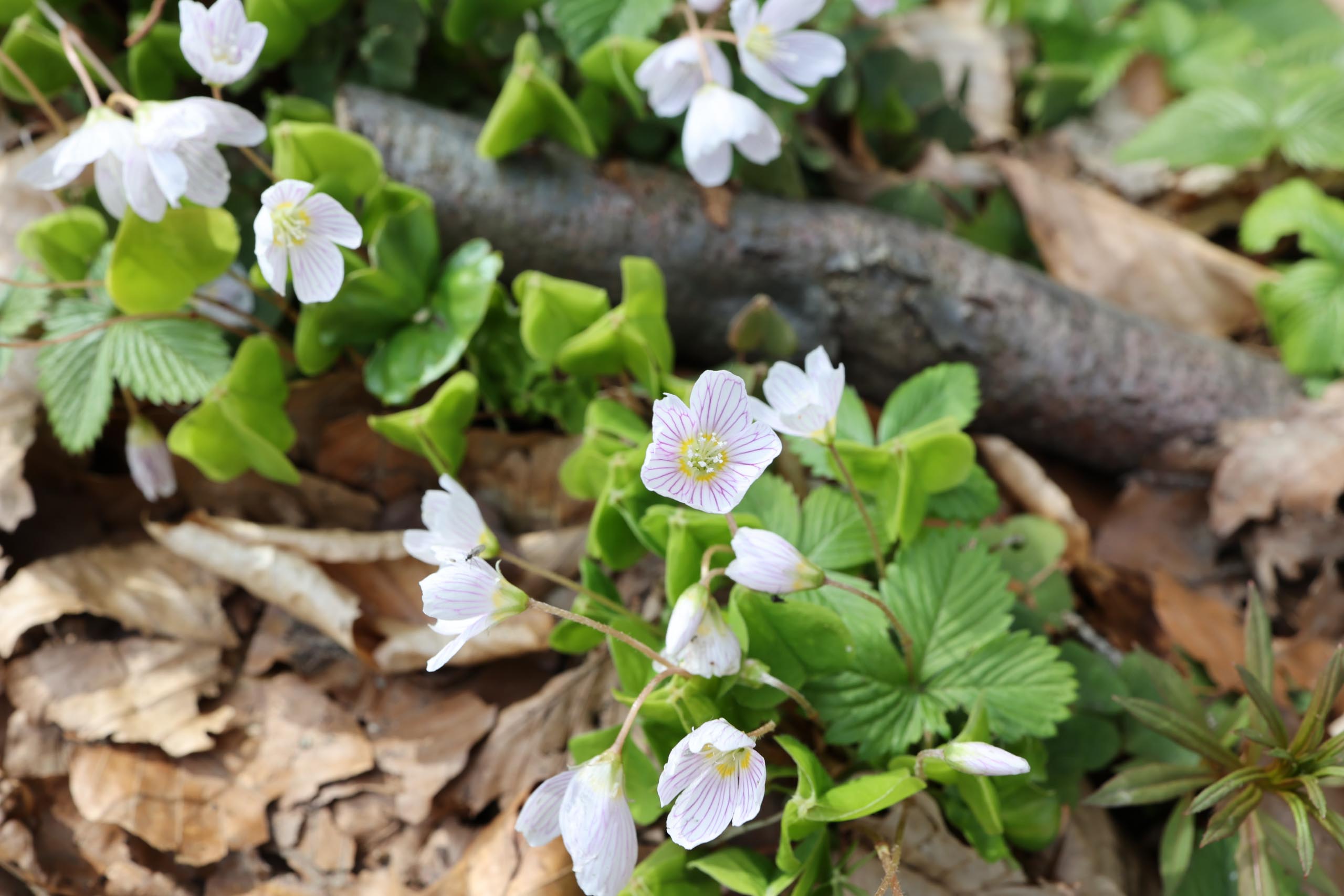 Walderdbeeren in hübscher Blüte