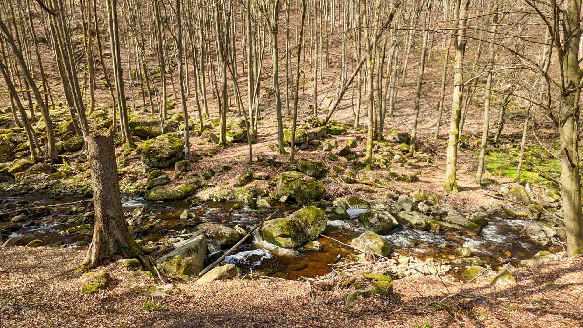 Am Unterlauf der Ilse