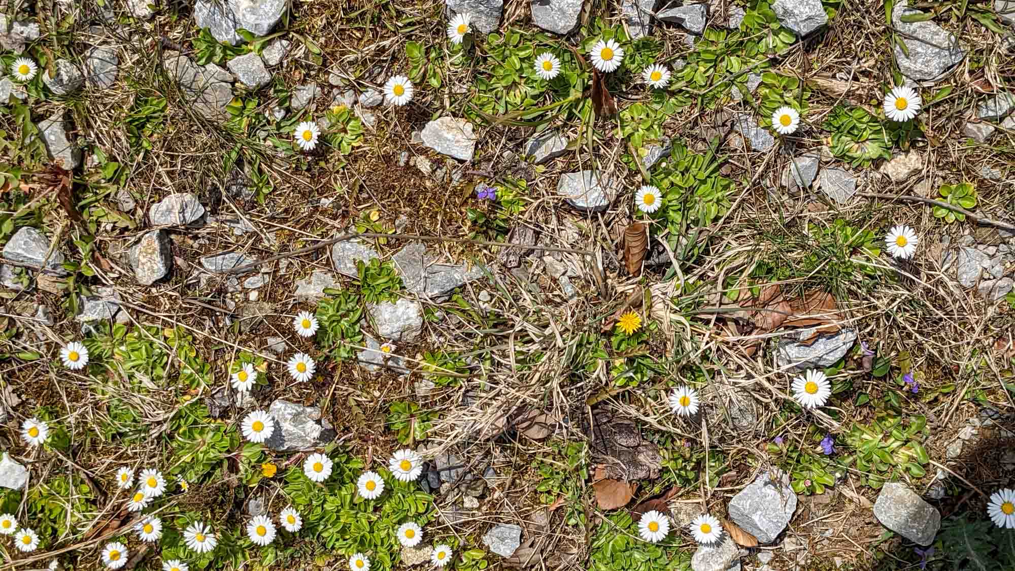 Wenigstens am Boden zeigt sich etwas Grün