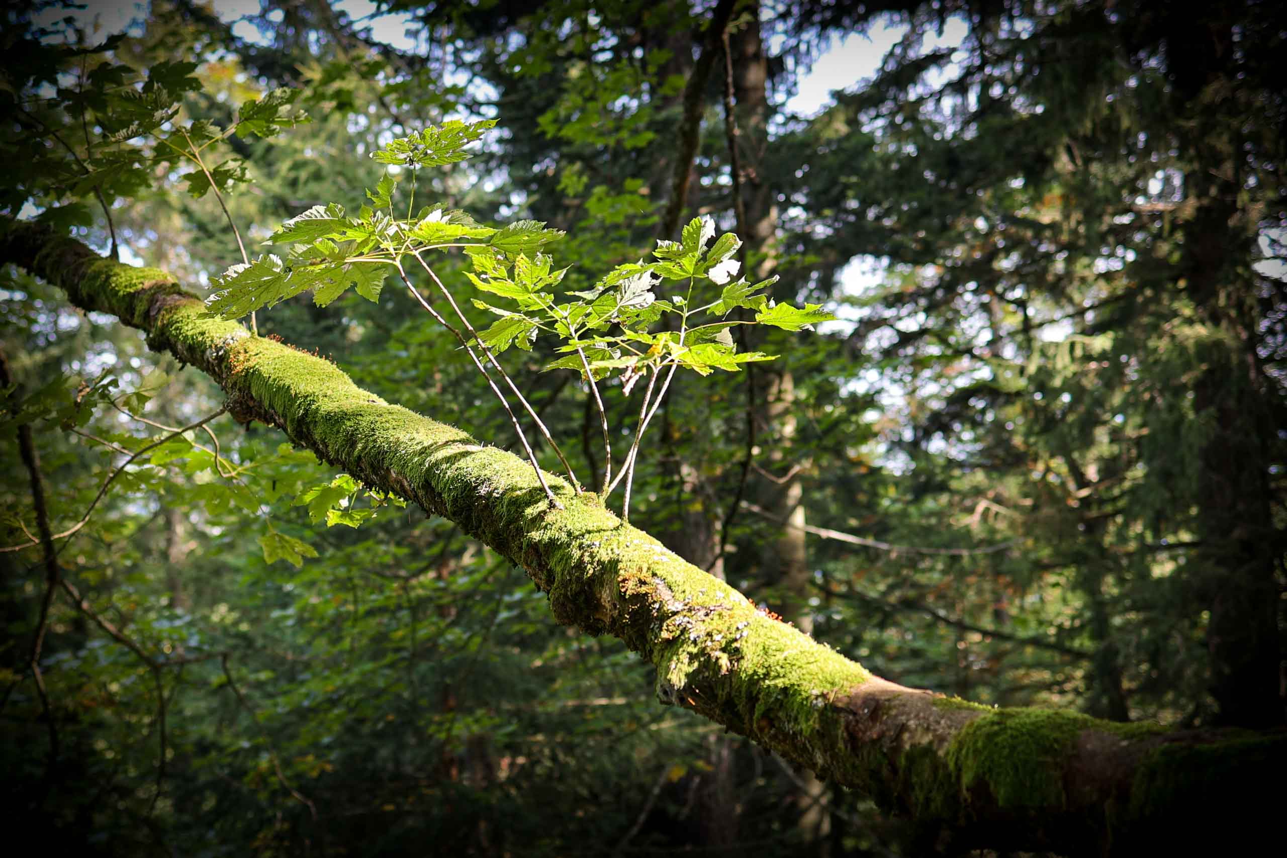 Morgenstimmung im Wald