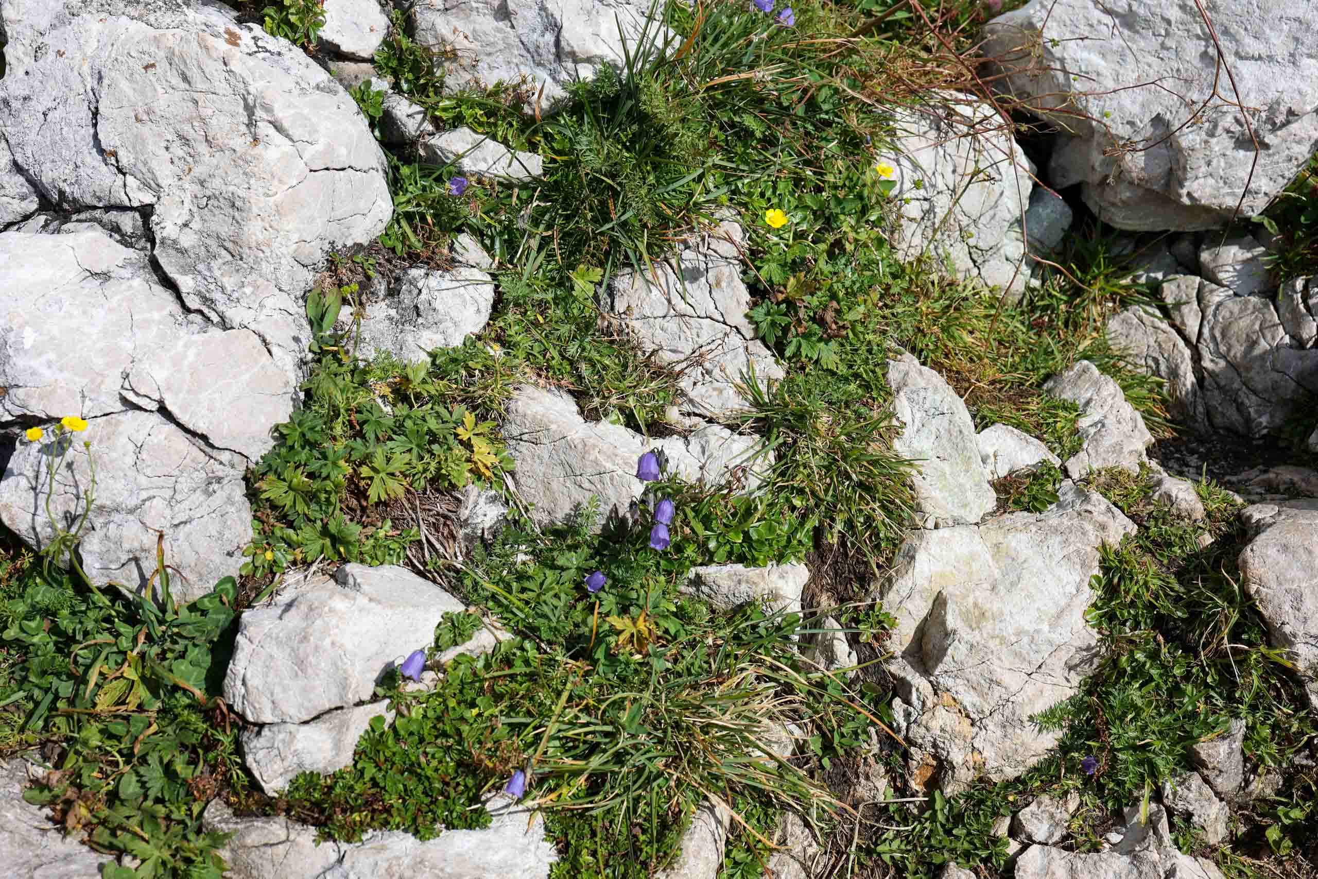 Blütenpacht im Hochgebirge