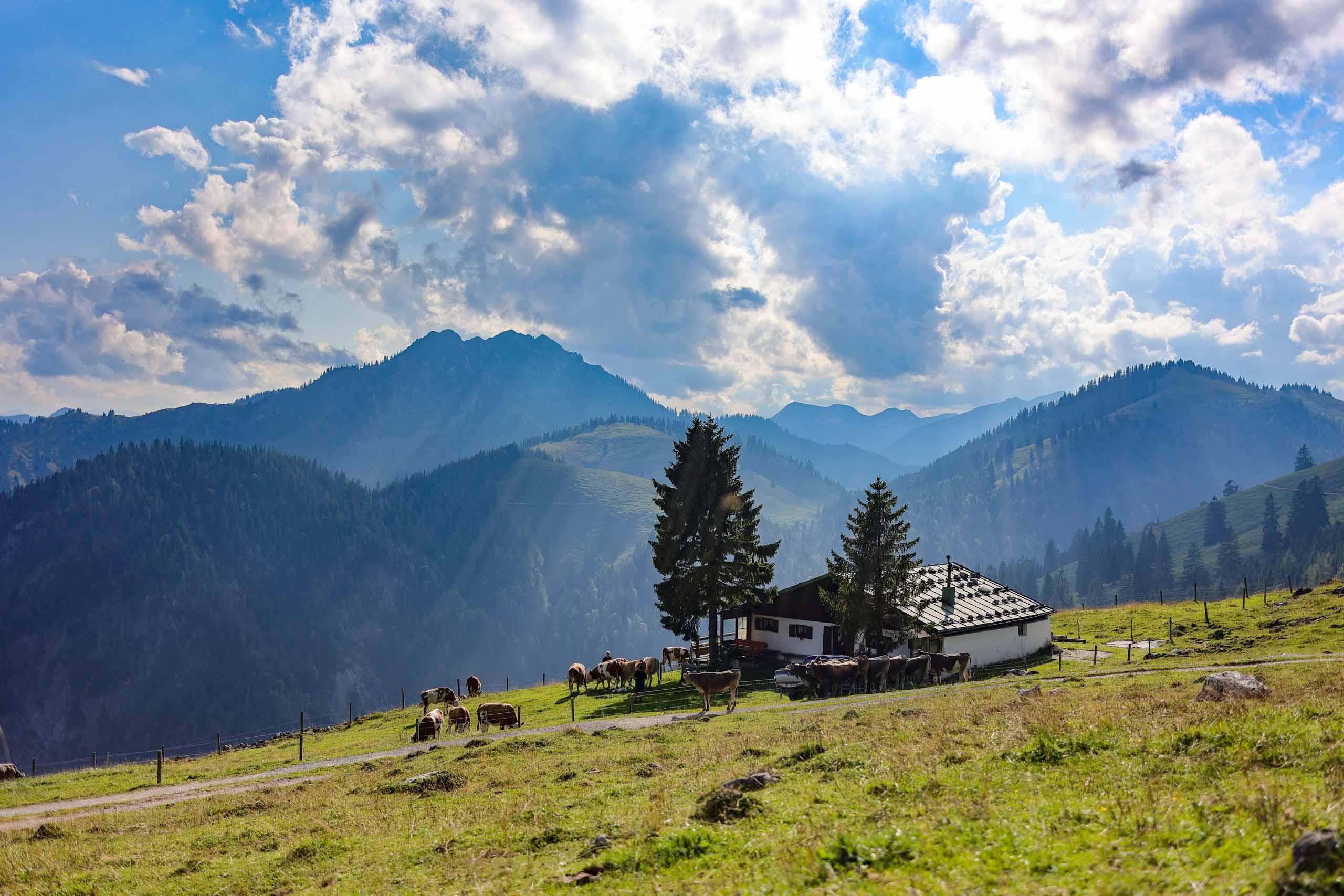 Zählung der Rindviecher