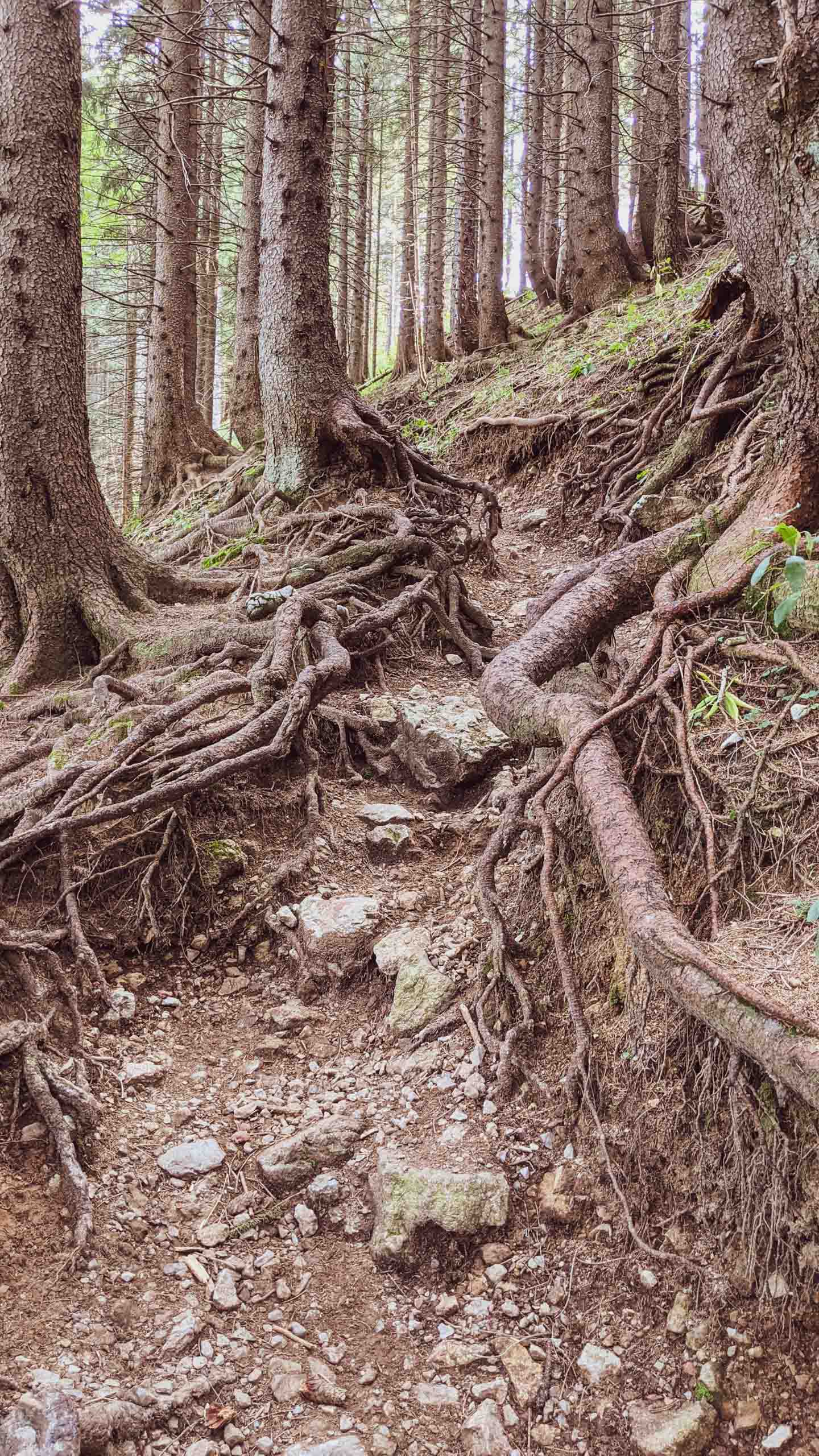 "Moderater" Anstieg??