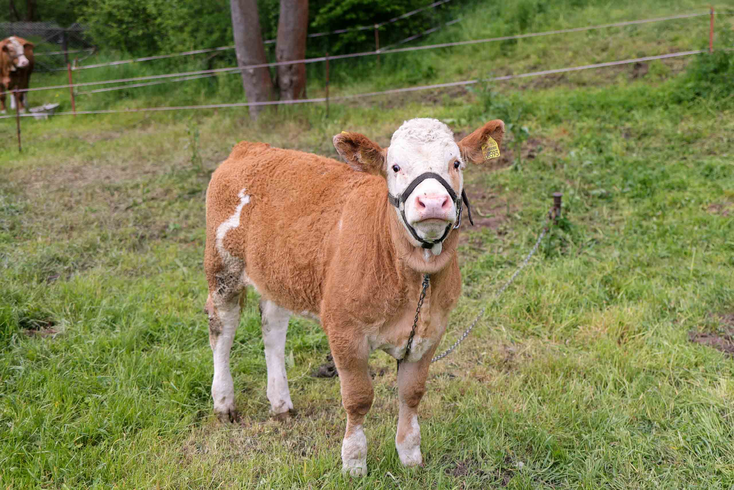Eine Kuh macht "Muh"