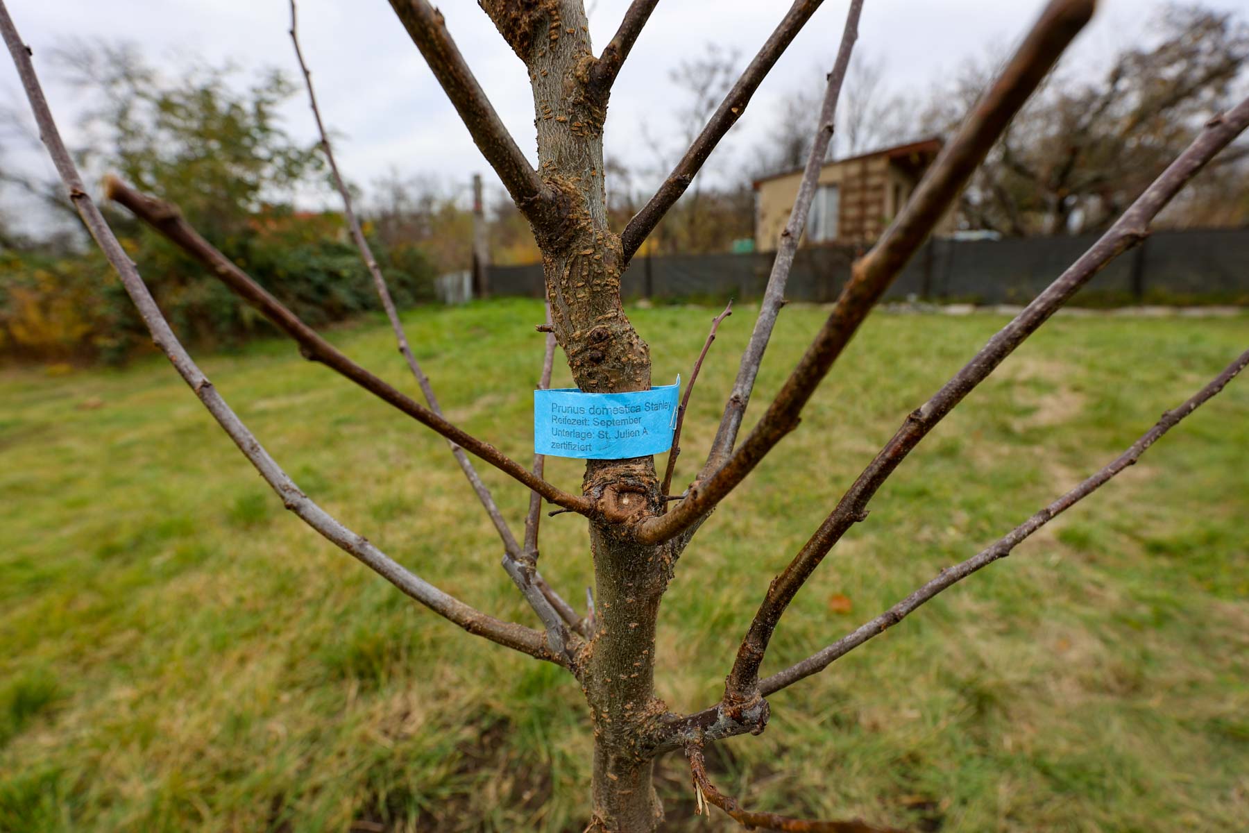 Prunus domestica Stanley