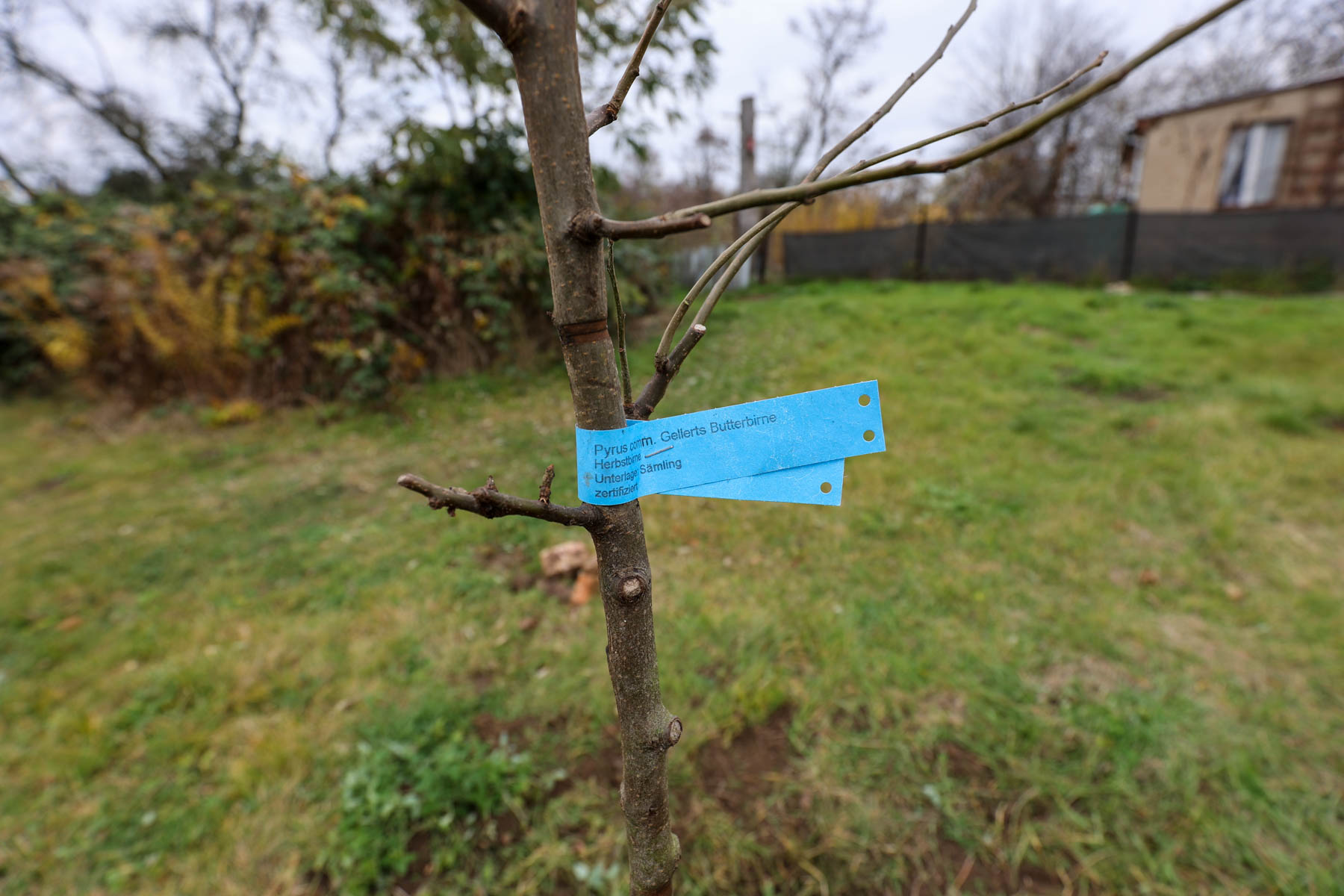 Gellerts Butterbirne