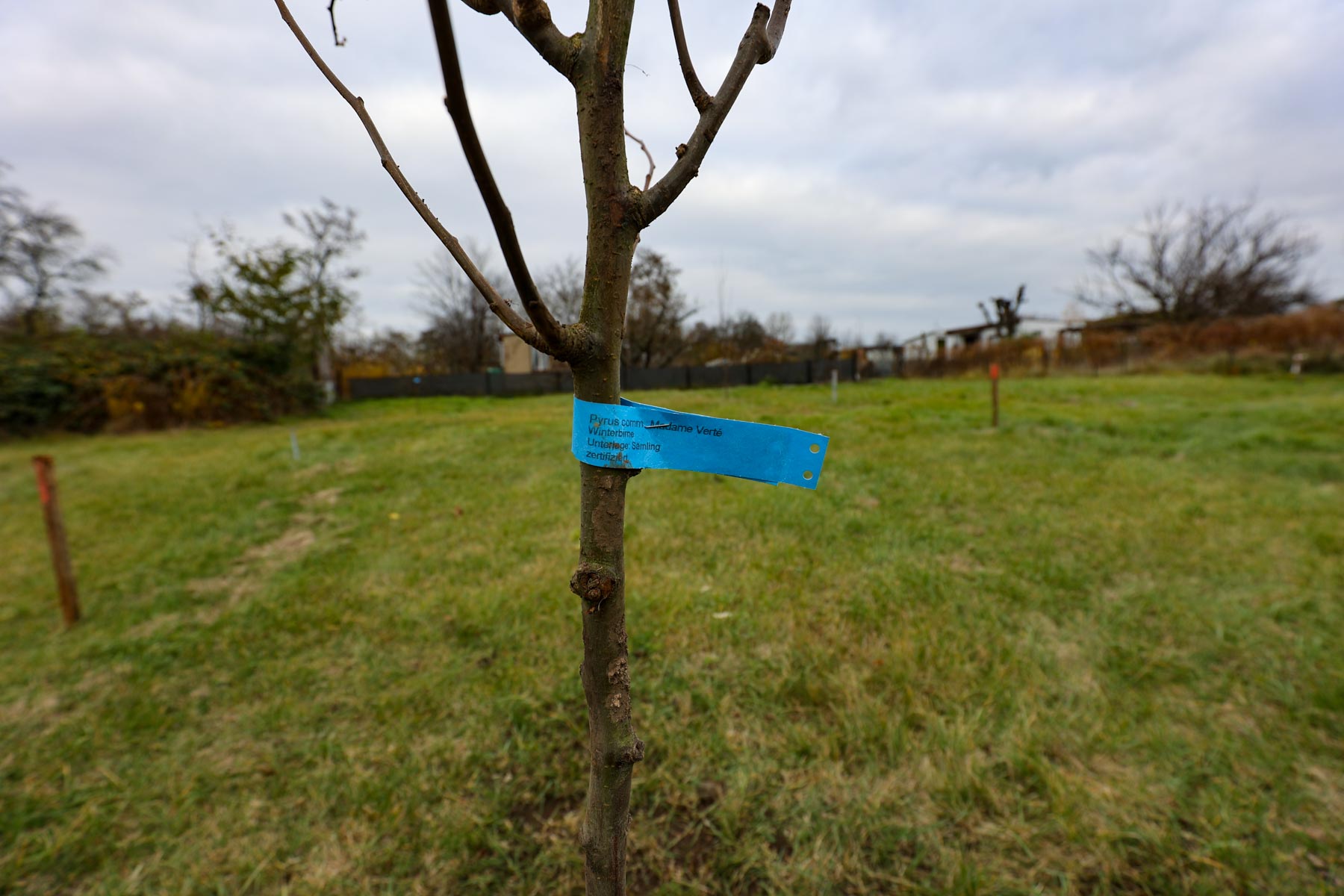 Winterbirne Mandame Vert#e