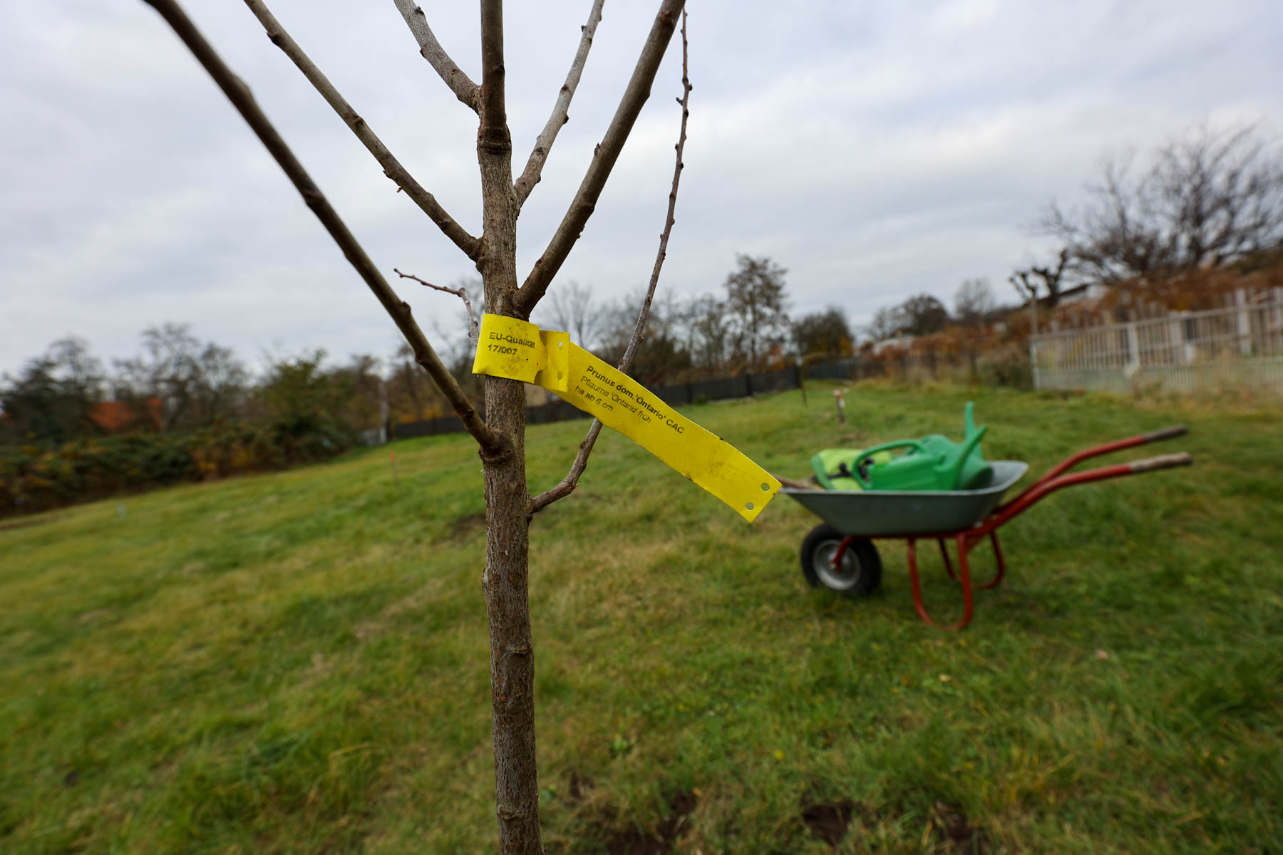 Pflaume Ontario früh