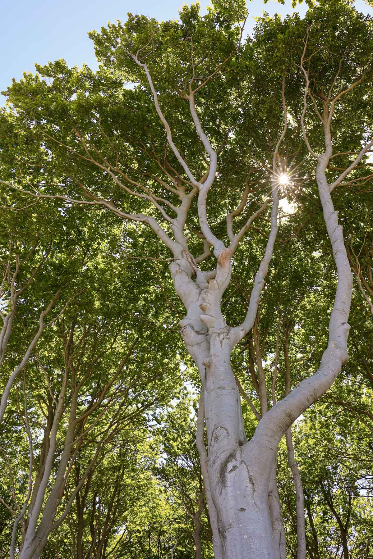 Typischer Buchen-Wuchs am Küstenstreifen