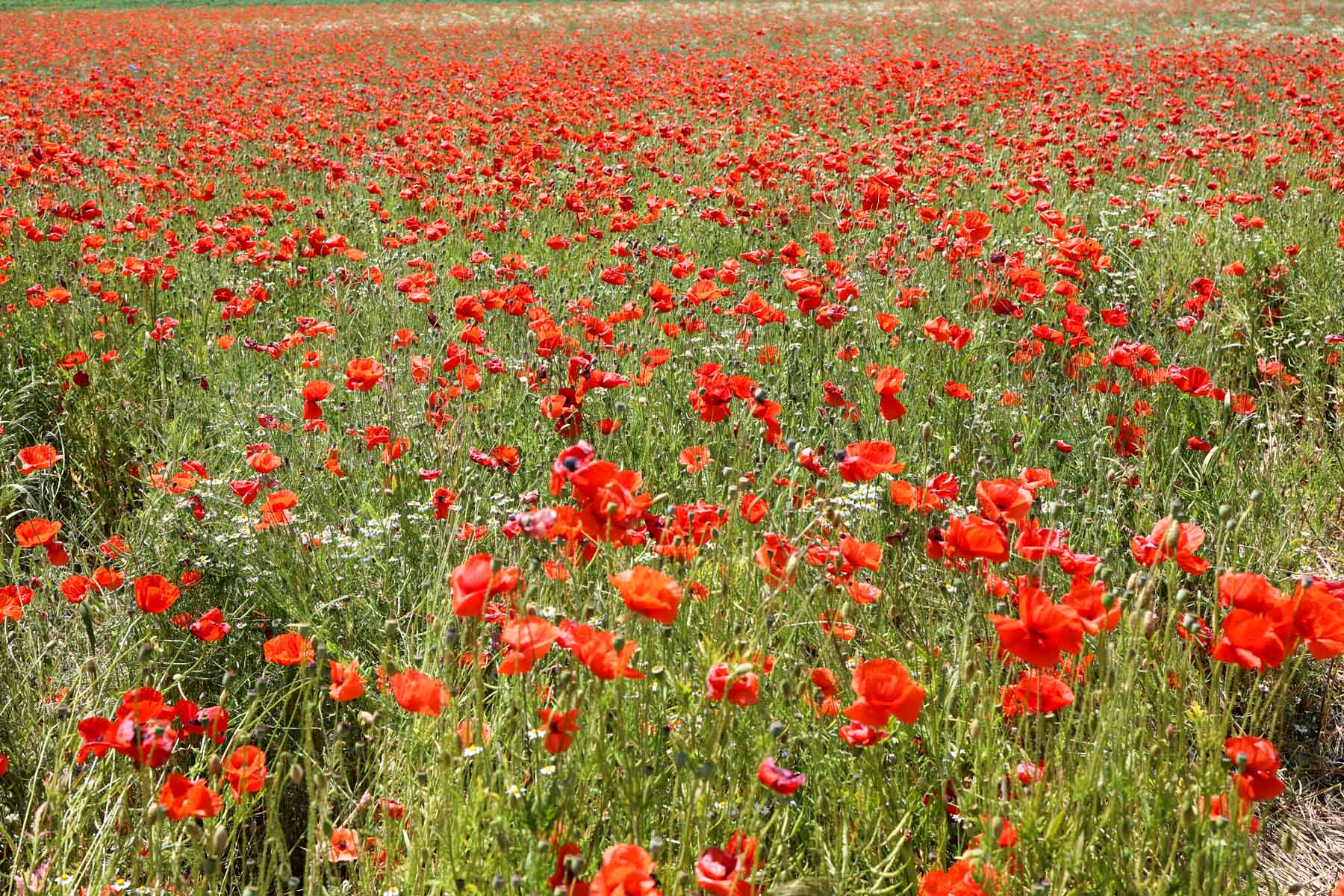 "The meadow is full of wild red poppies"