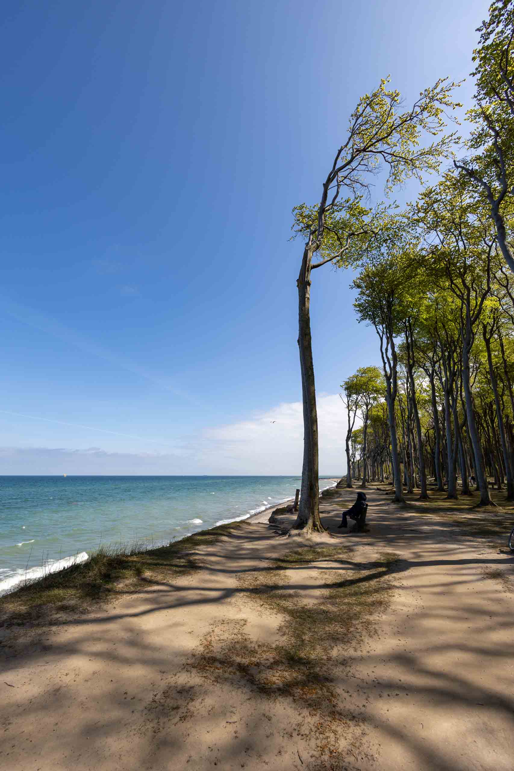 Gespensterwald Nienhagen