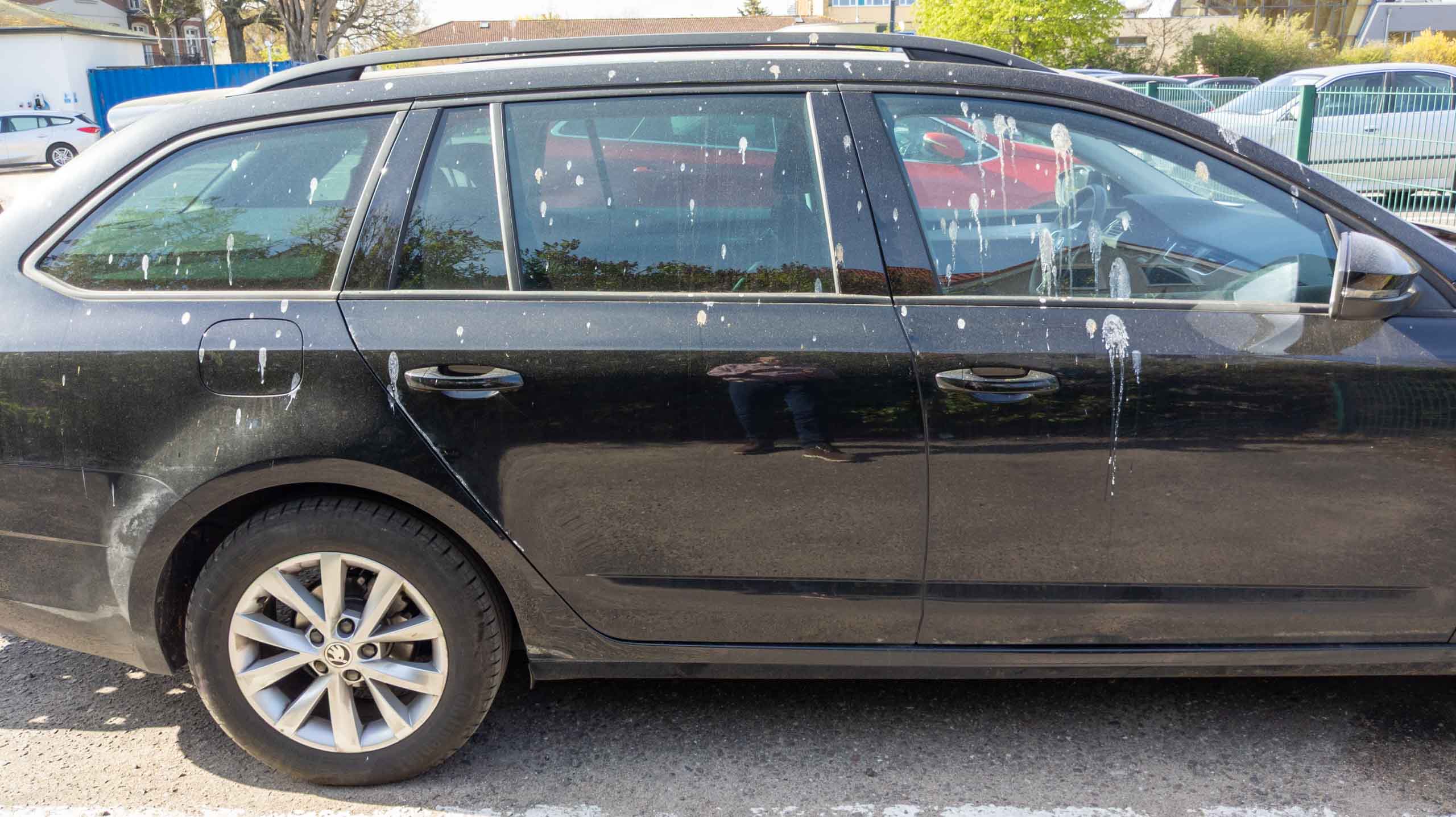 Wettbewerb der Möwen im Zielschießen?!