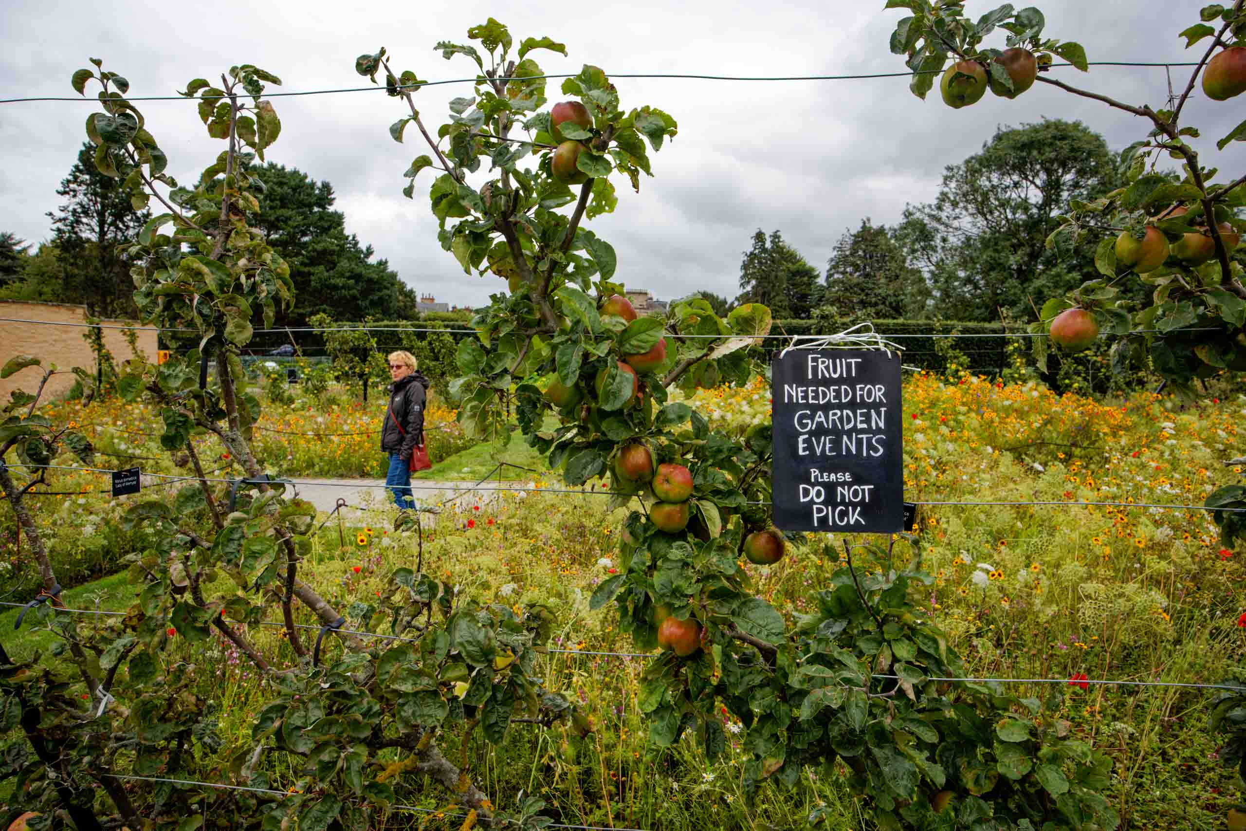 Bitte nicht pflücken