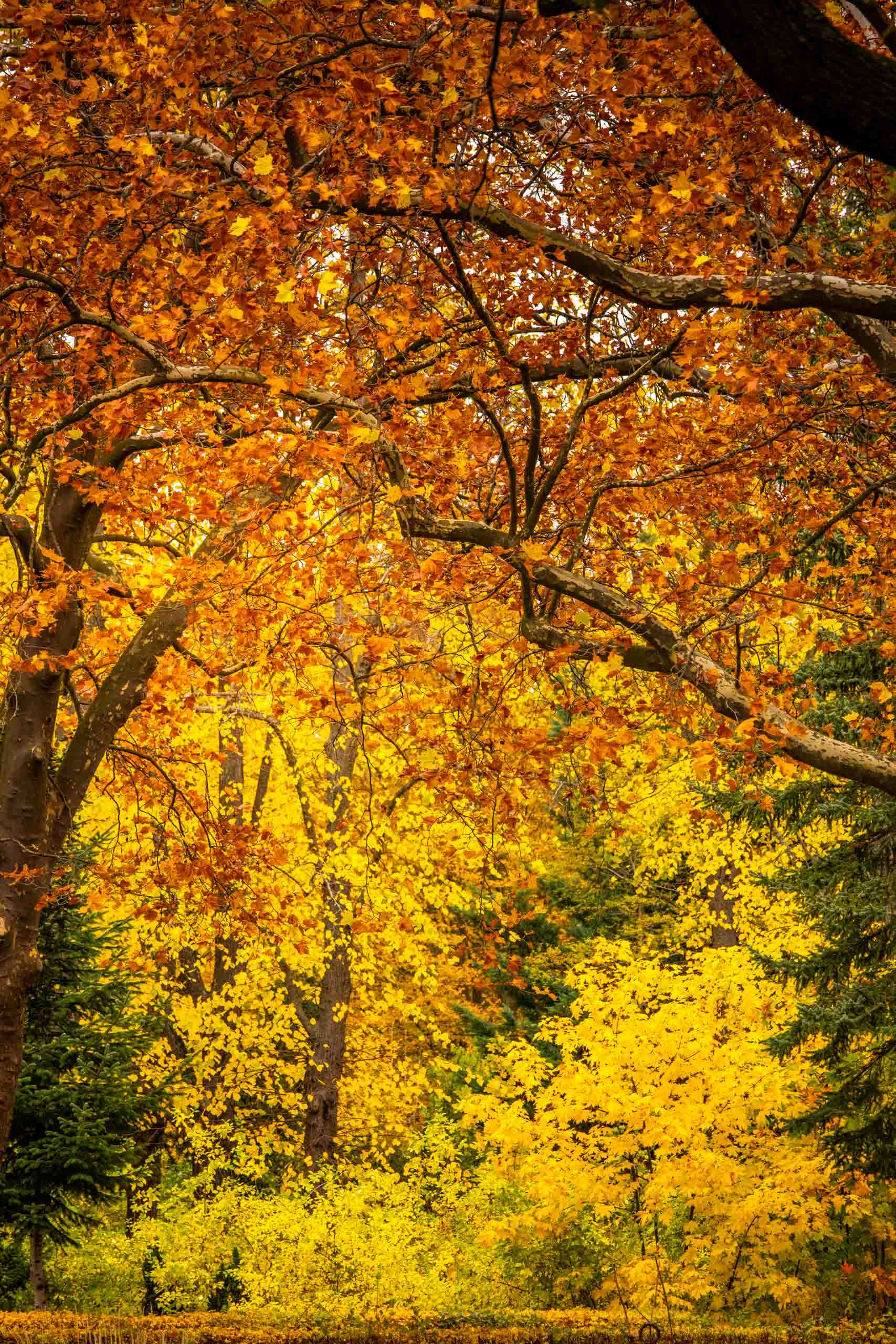 Herbstgold