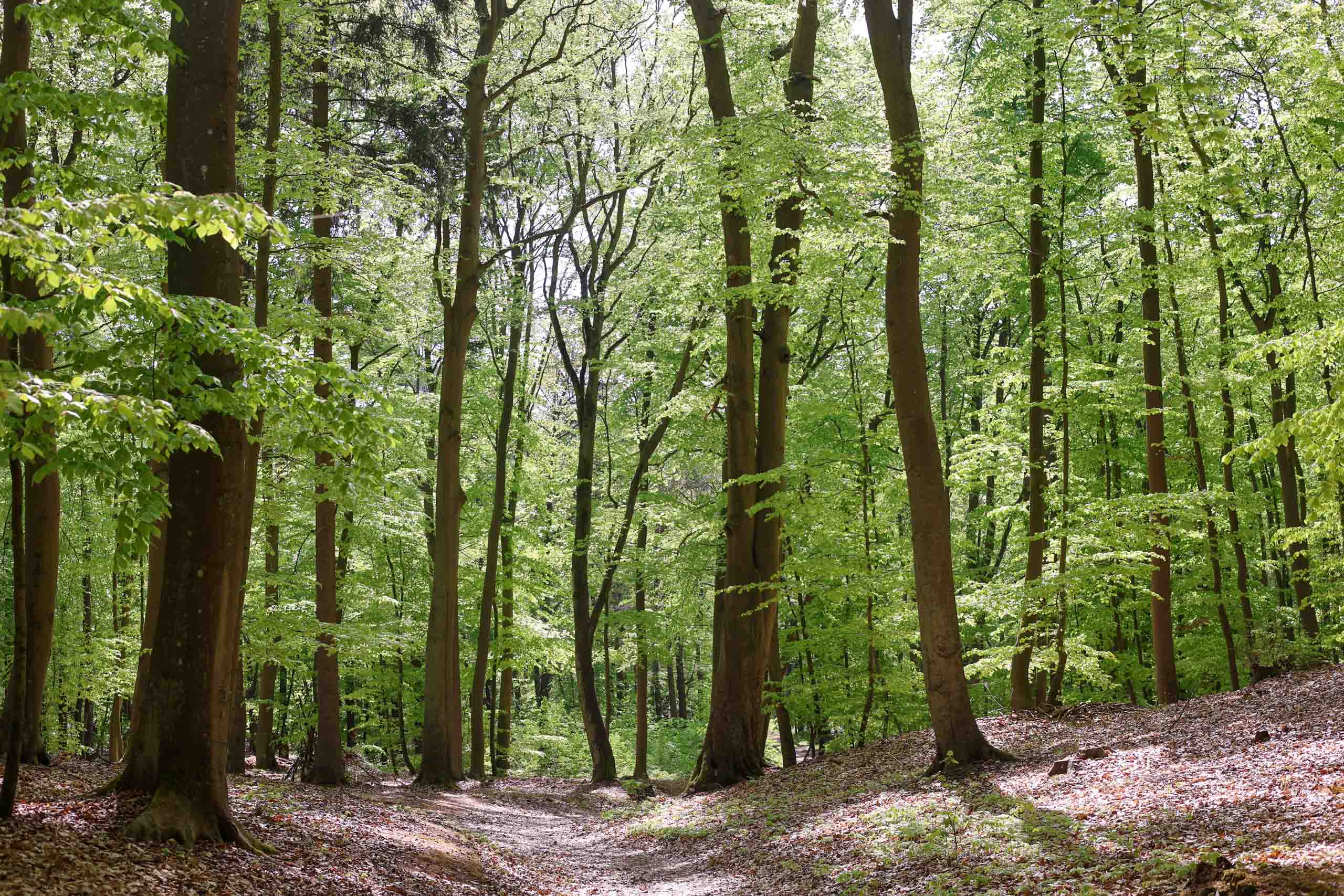 Waldweg bei Zinnowitz