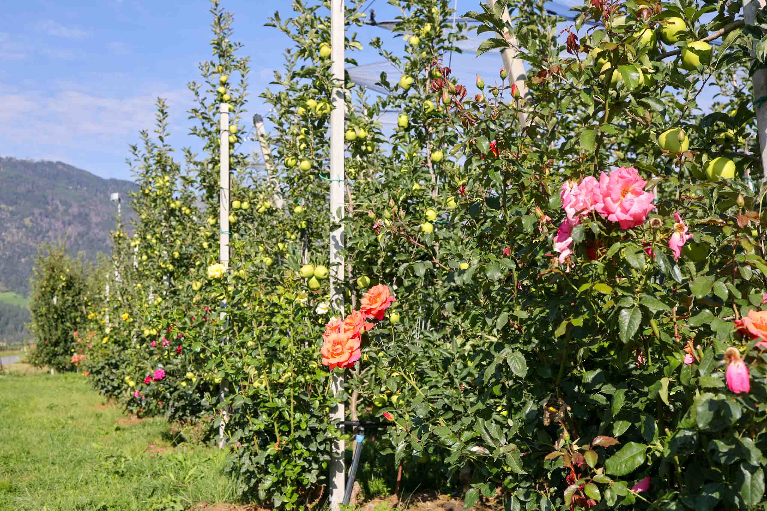 Rosenäpfel