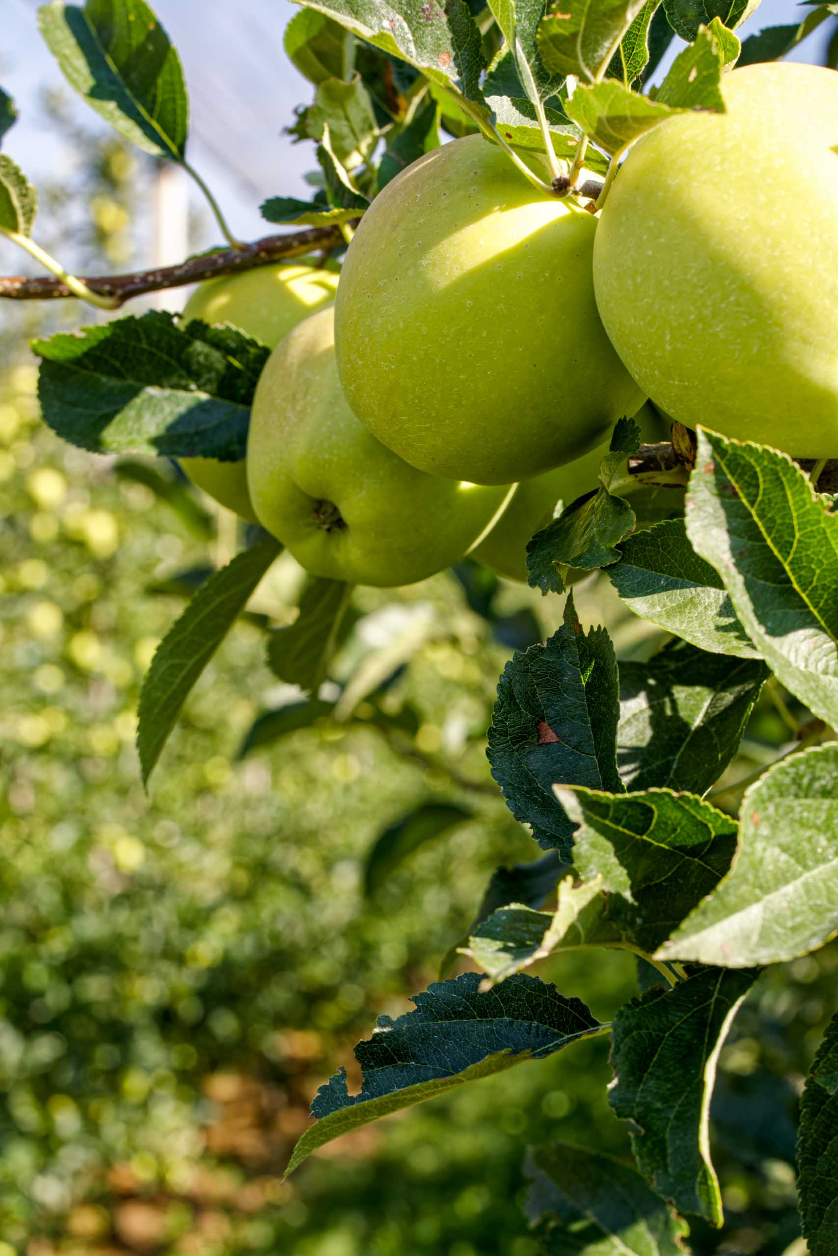 Golden Delicious?