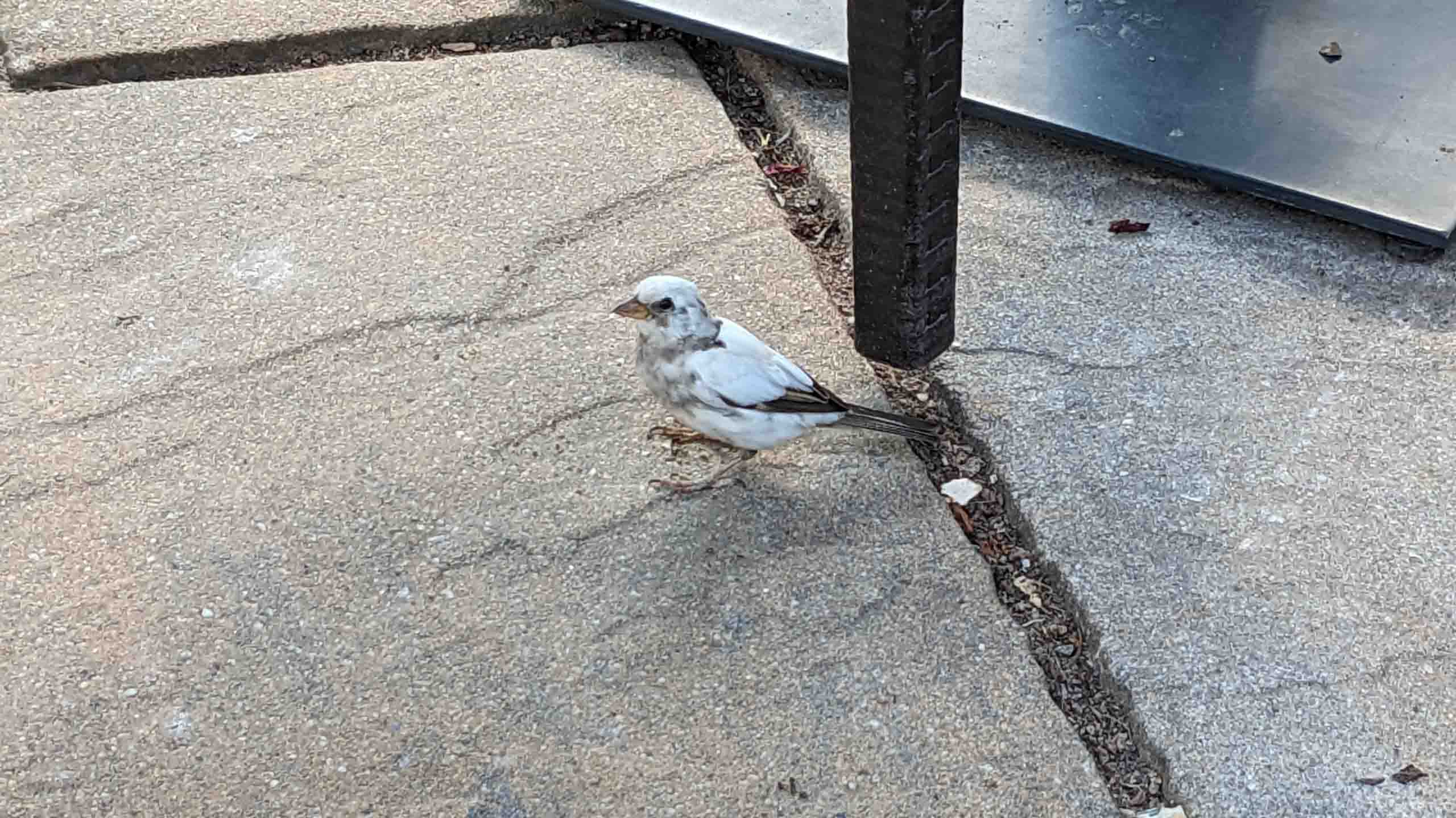 Albino